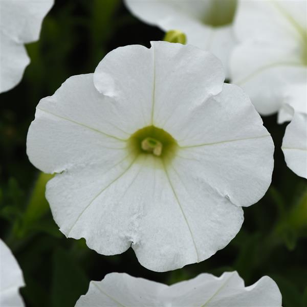 Shock Wave® White Spreading Petunia - Bloom