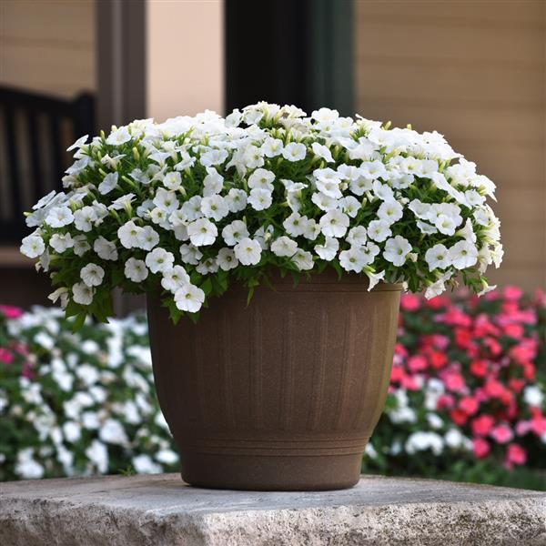 Shock Wave® White Spreading Petunia - Container