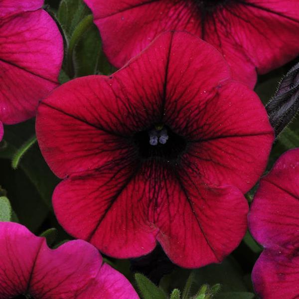 Shock Wave® Deep Purple Spreading Petunia - Bloom