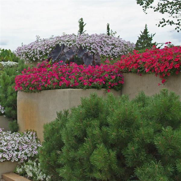 Tidal Wave® Cherry Spreading Petunia - Commercial Landscape 2