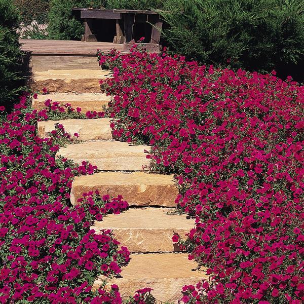 Tidal Wave® Cherry Spreading Petunia - Commercial Landscape 3