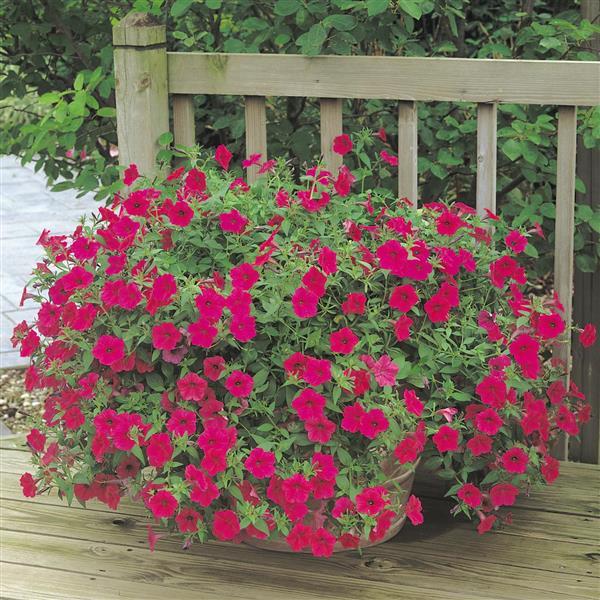 Tidal Wave® Cherry Spreading Petunia - Container