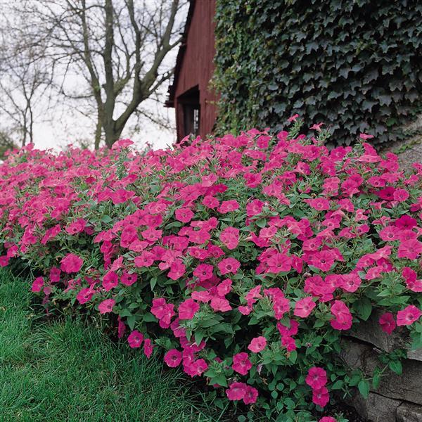 Tidal Wave® Hot Pink Spreading Petunia - Commercial Landscape 1