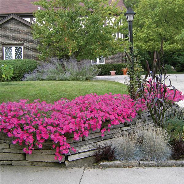 Tidal Wave® Hot Pink Spreading Petunia - Commercial Landscape 3