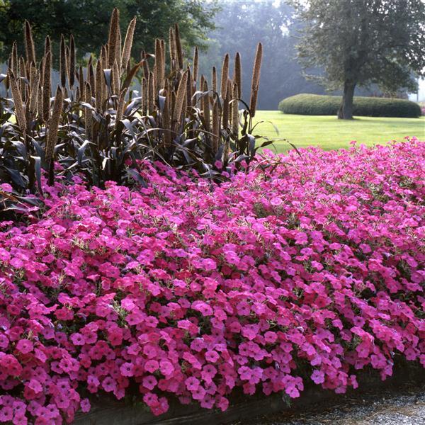 Tidal Wave® Hot Pink Spreading Petunia - Commercial Landscape 4