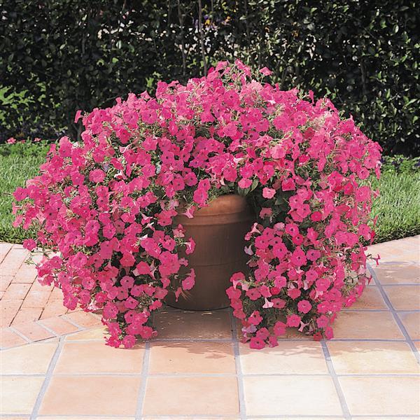 Tidal Wave® Hot Pink Spreading Petunia - Container
