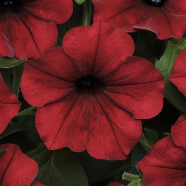Tidal Wave® Red Velour Spreading Petunia - Bloom