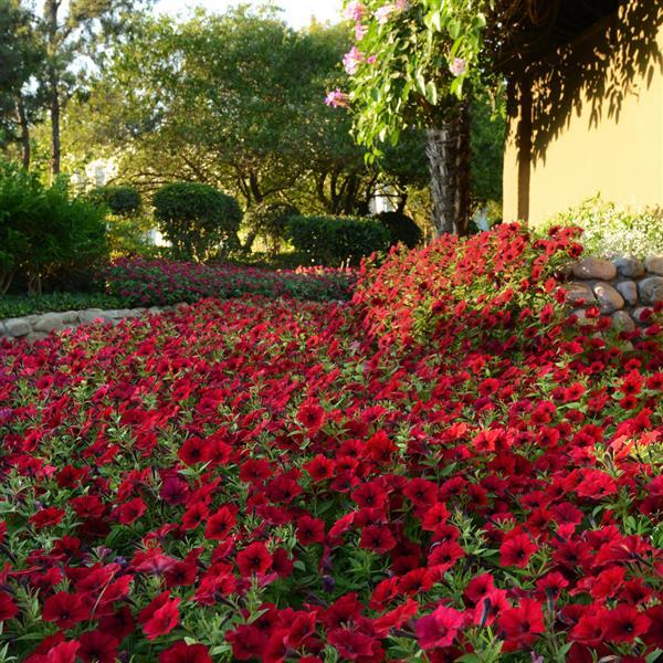 Tidal Wave® Red Velour Spreading Petunia - Commercial Landscape 1