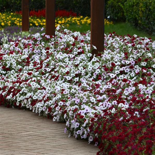 Tidal Wave® Red Velour Spreading Petunia - Commercial Landscape 3