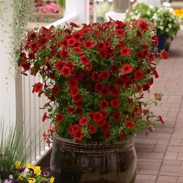 Tidal Wave® Red Velour Spreading Petunia - Container