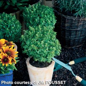 Boxwood Basil - Container