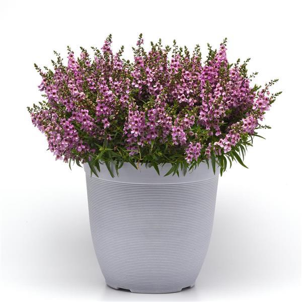 Serenita® Lavender Angelonia - Container