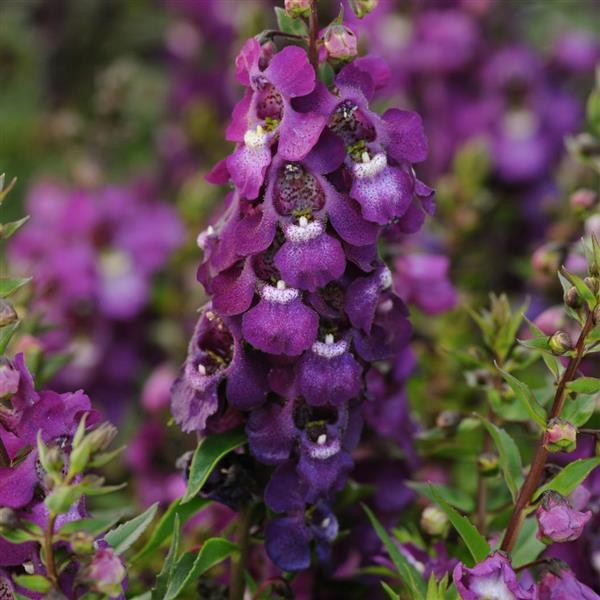 Serenita® Purple Angelonia - Bloom