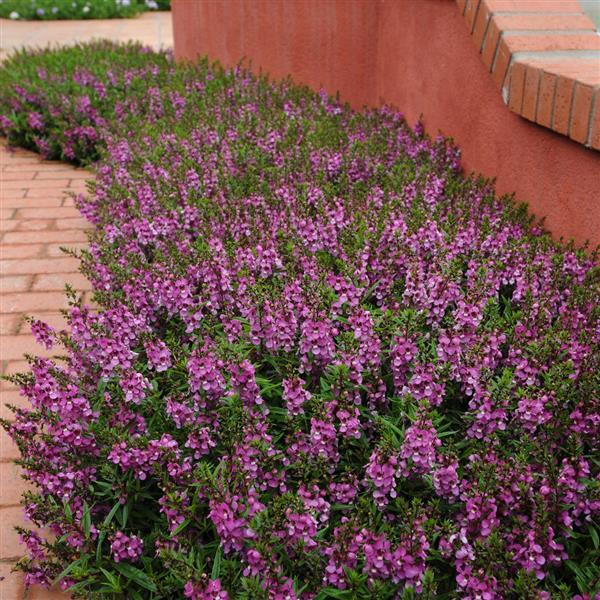 Serenita® Purple Angelonia - Commercial Landscape 1