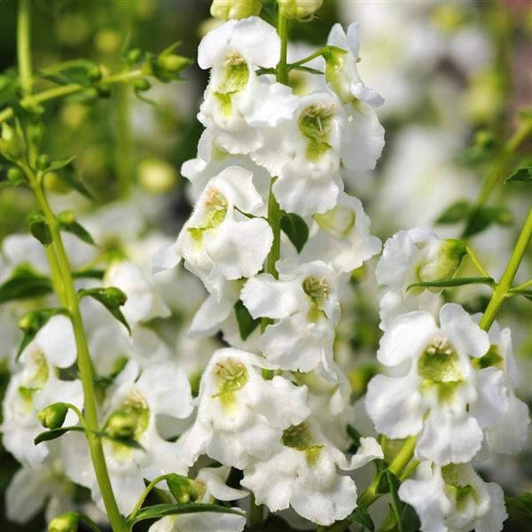 Serenita® White Angelonia - Bloom