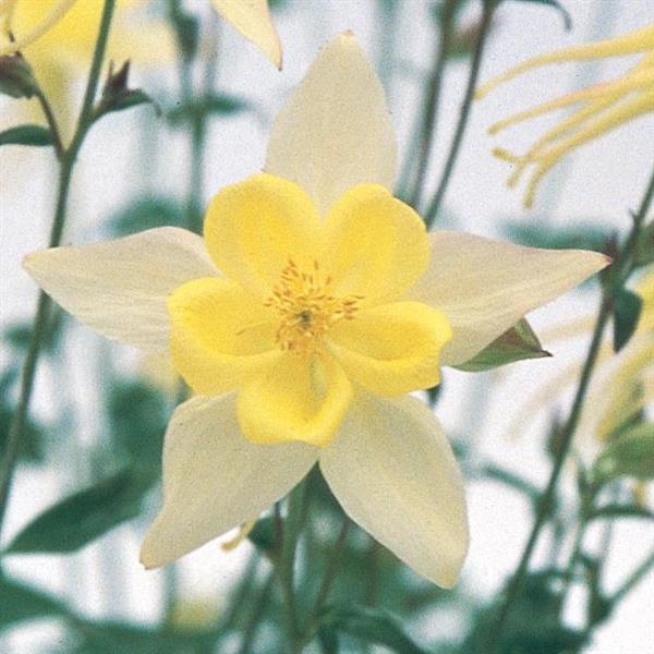 Aquilegia Swan Yellow - Bloom