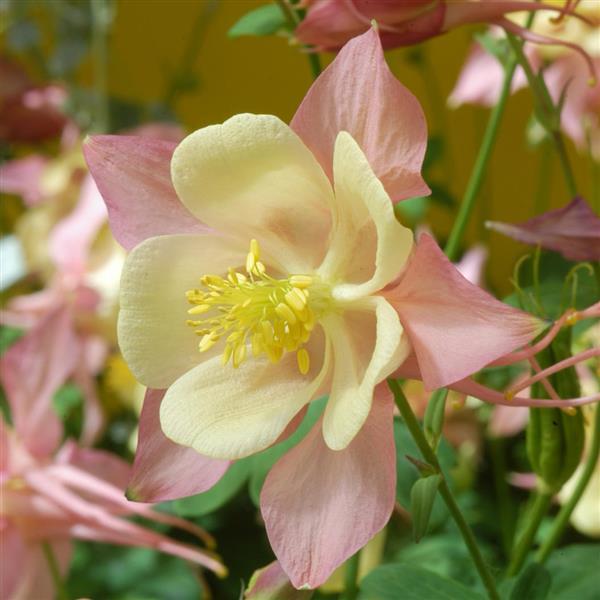 Aquilegia Swan Pink And Yellow - Bloom