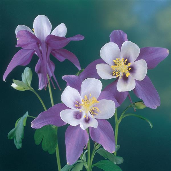 Aquilegia Swan Violet And White - Bloom