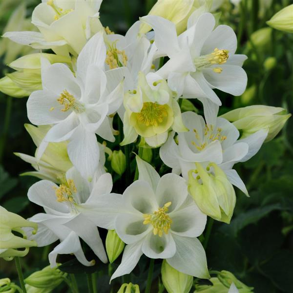 Aquilegia Winky Single White - Bloom