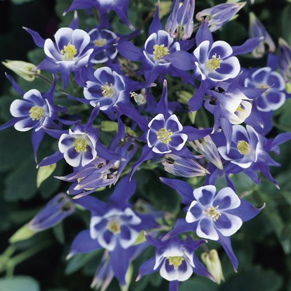 Aquilegia Winky Single Blue-White - Bloom