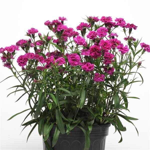 Dynasty Orchid Dianthus - Container