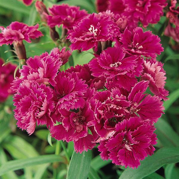 Dynasty Purple Dianthus - Bloom