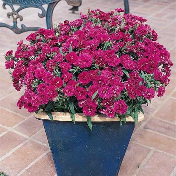 Dynasty Purple Dianthus - Container