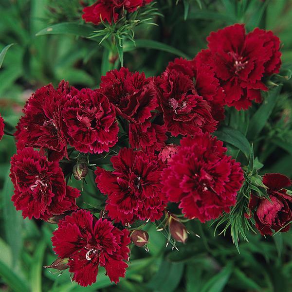 Dynasty Red Dianthus - Bloom