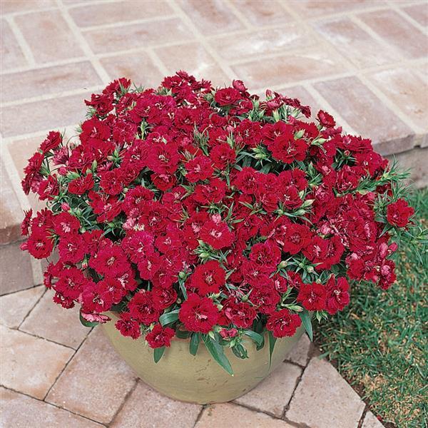 Dynasty Red Dianthus - Container