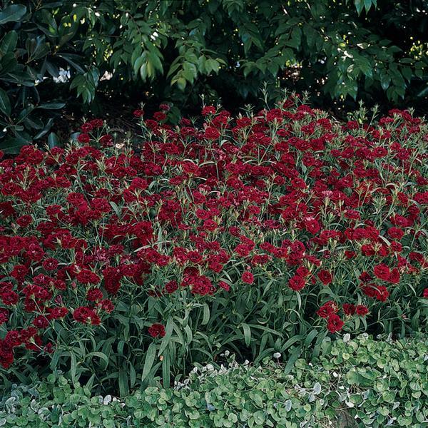 Dynasty Red Dianthus - Landscape