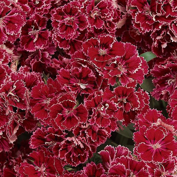 Dynasty Rose Lace Dianthus - Bloom