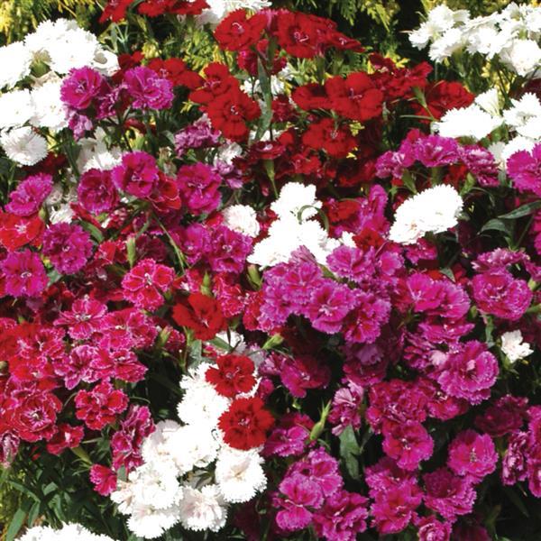 Dynasty Mixture Dianthus - Bloom