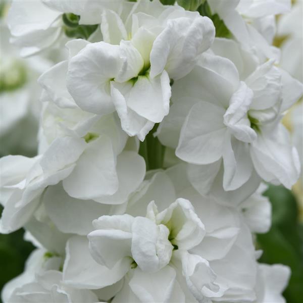 Tosca White Matthiola - Bloom