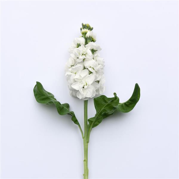 Tosca White Matthiola - Single Stem, White Background