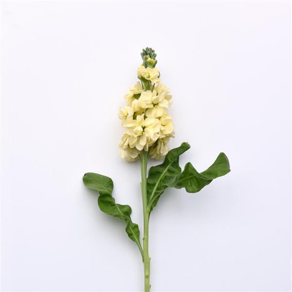 Tosca Yellow Matthiola - Single Stem, White Background