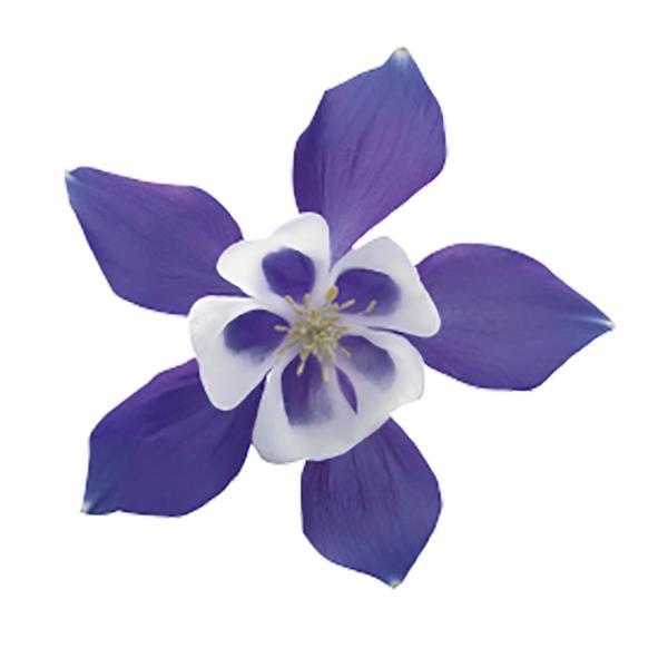 Aquilegia Spring Magic Blue White - Bloom