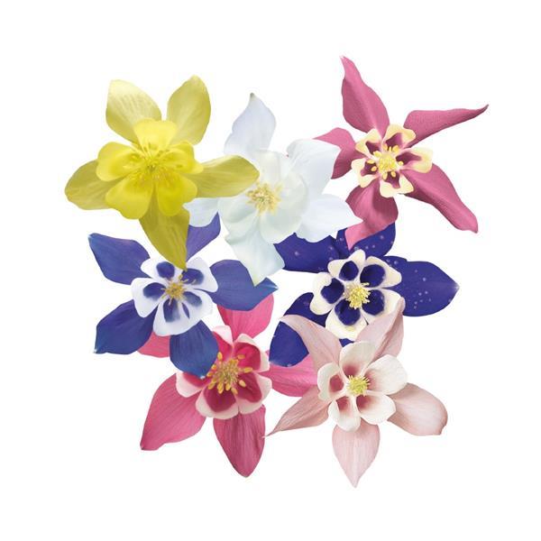 Aquilegia Spring Magic Mix - Bloom