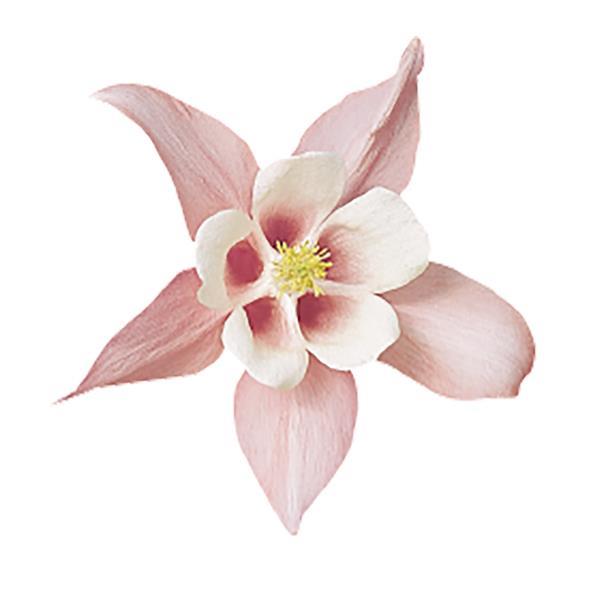 Aquilegia Spring Magic Pink White - Bloom