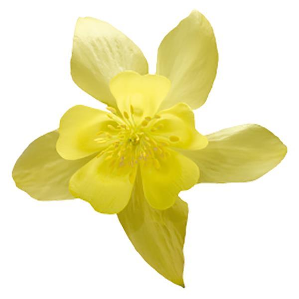 Aquilegia Spring Magic Yellow - Bloom