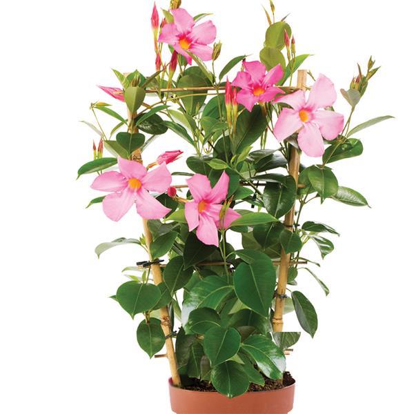 Opal Pink Vining Dipladenia - Container