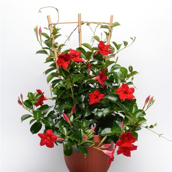 Opal Red Vining Dipladenia - Container
