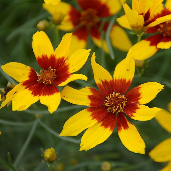 Coreopsis verticillata Sizzle & Spice® Curry Up - Bloom