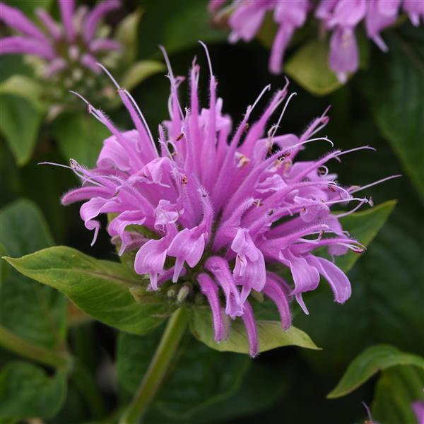 Monarda didyma BeeMine™ Lavender - Bloom