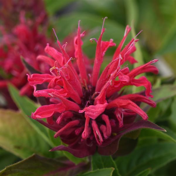 Monarda didyma BeeMine™ Red - Bloom