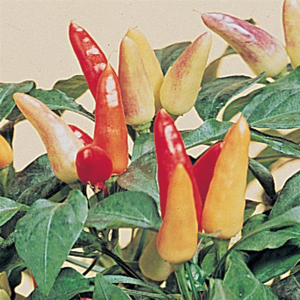 Red Missile Ornamental Pepper - Bloom