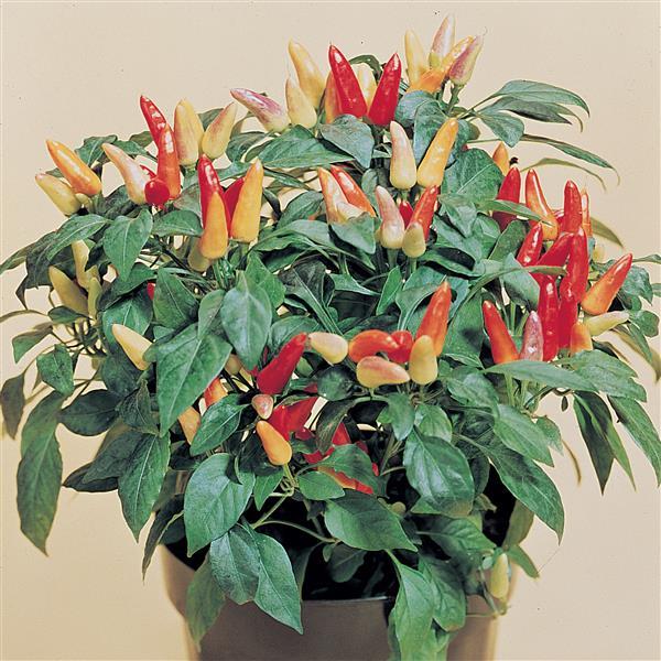 Red Missile Ornamental Pepper - Container