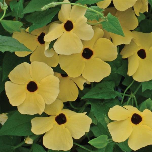 Susie™ Yellow With Eye Thunbergia - Bloom