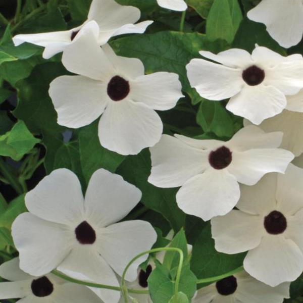 Susie™ White with Eye Thunbergia - Bloom