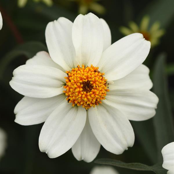 Star White Zinnia - Bloom