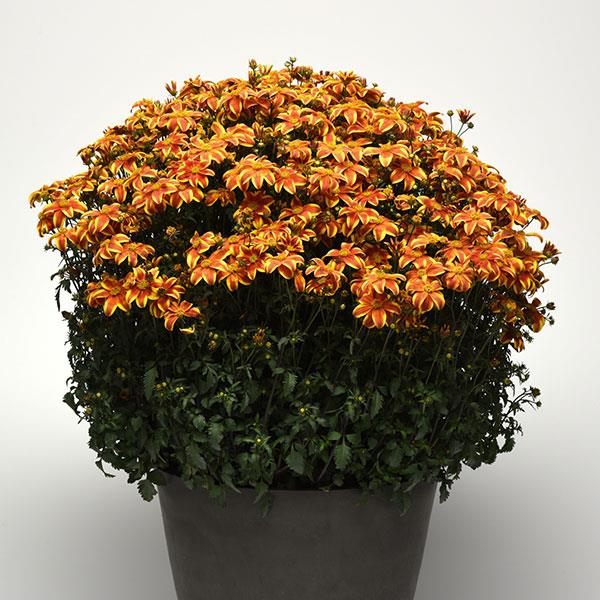 Bee Bold Bidens - Container